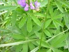 siX Lupinus polyphyllus