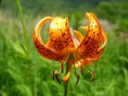 N} Lilium medeoloides