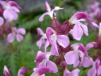 coVIK} Pedicularis chamissonis