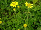 ETMMN Arnica unalascensis