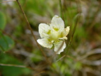 Eo`\E Parnassia palustris