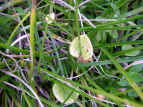 Eo`\E Parnassia palustris