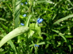 cNT Commelina communis