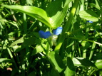 cNT Commelina communis