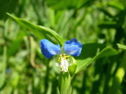 cNT Commelina communis