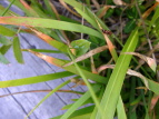 Eo`\E Parnassia palustris