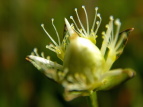 Eo`\E Parnassia palustris