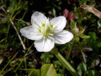 Eo`\E Parnassia palustris