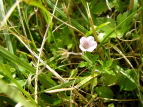 QmVER Geranium nepalense subsp. thunbergii