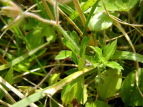 QmVER Geranium nepalense