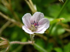 QmVER Geranium nepalense