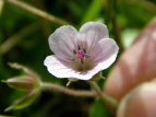 QmVER Geranium nepalense