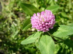 AJcNT Trifolium pratense