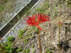 qKoi Lycoris radiata