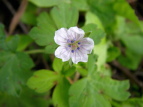 QmVER Geranium nepalense