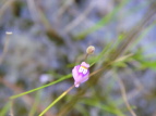 zULm~~JLOT Utricularia racemosa