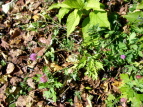 AJcNT Trifolium pratense