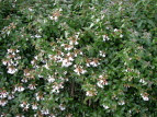 nicNolEcM Abelia grandiflora