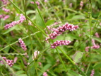 Ck^f Polygonum longisetum