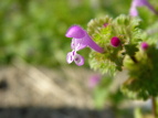 zgPmU@Lamium amplexicaule