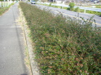 nicNolEcM Abelia grandiflora