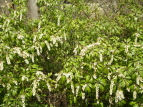 AZr Pieris japonica