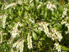 AZr Pieris japonica