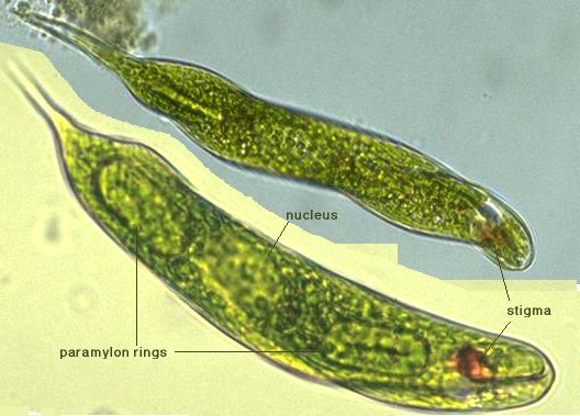 euglena verde