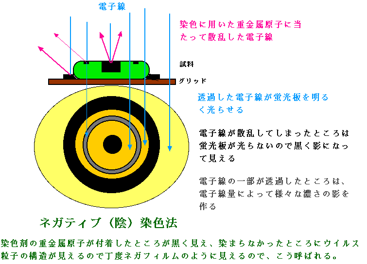 �l�K�e�B�u���F�}