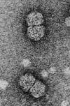 gemini-2